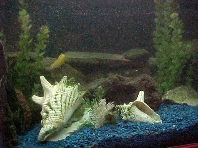 125 gallon